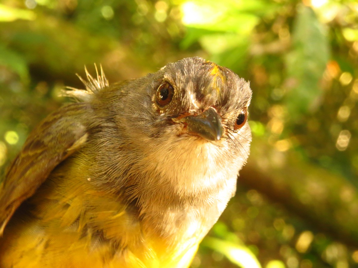 Gray-throated Warbler - ML632076451