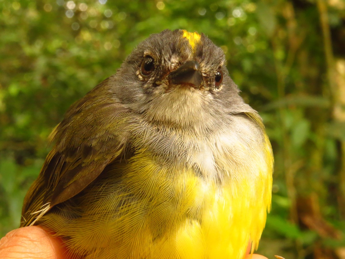 Gray-throated Warbler - ML632076453