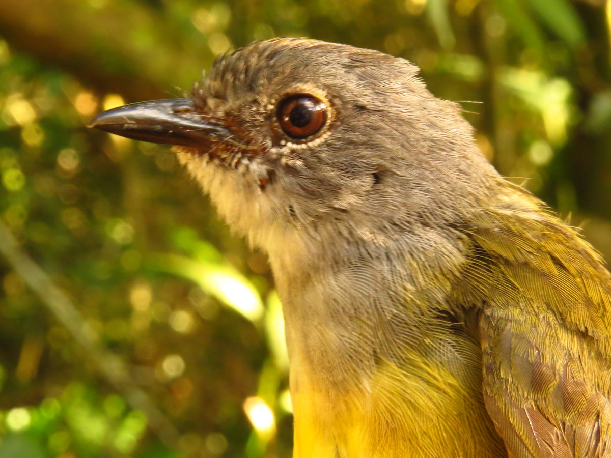Gray-throated Warbler - ML632076454
