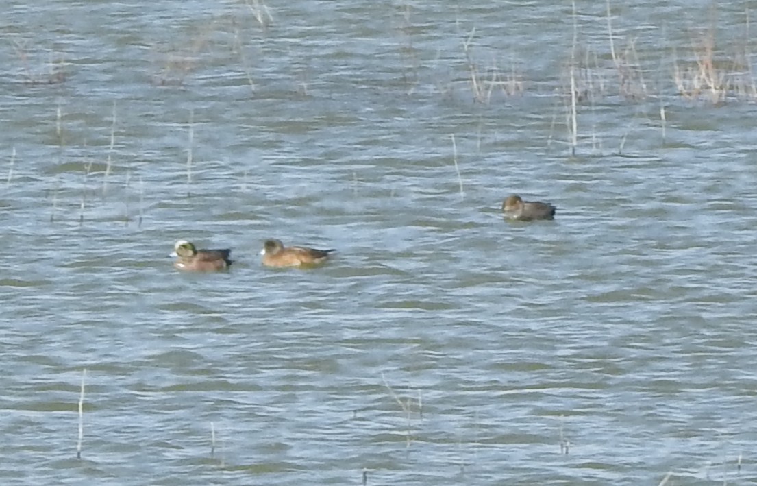 amerikablesand - ML632076468