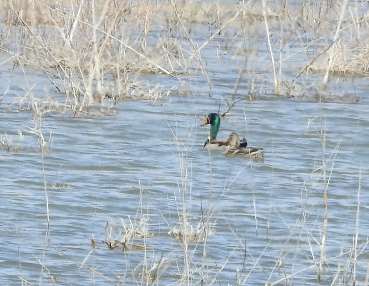 stokkand - ML632076484