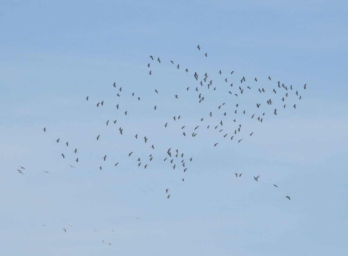 kanadatrane - ML632076548