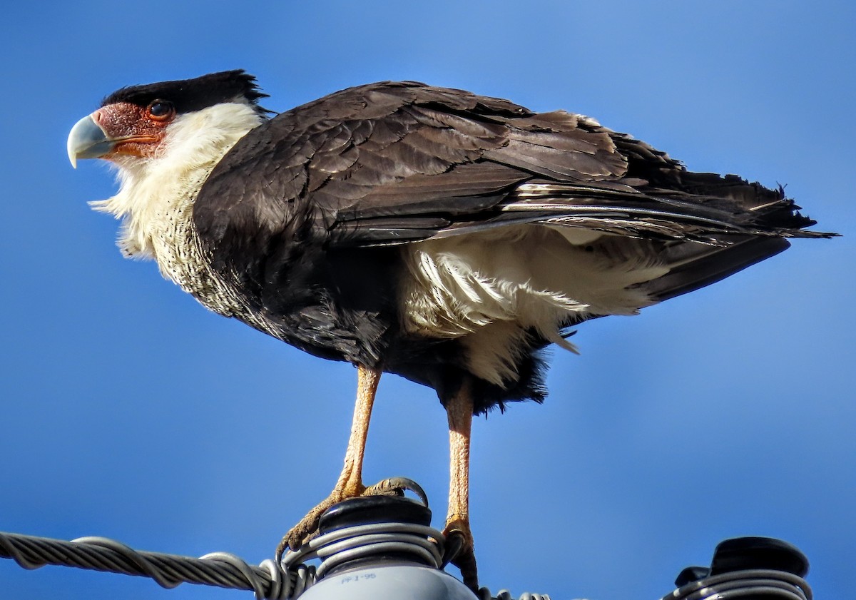Crested Caracara - ML632076606