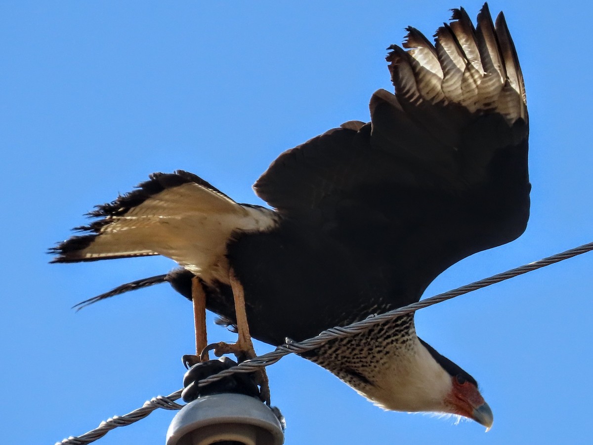 Crested Caracara - ML632076637
