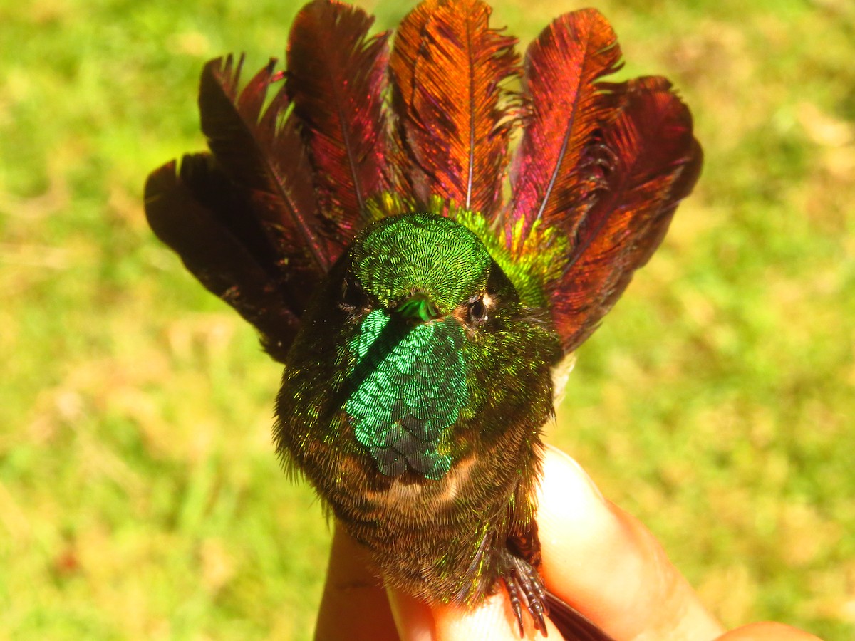 Tyrian Metaltail - ML632076644