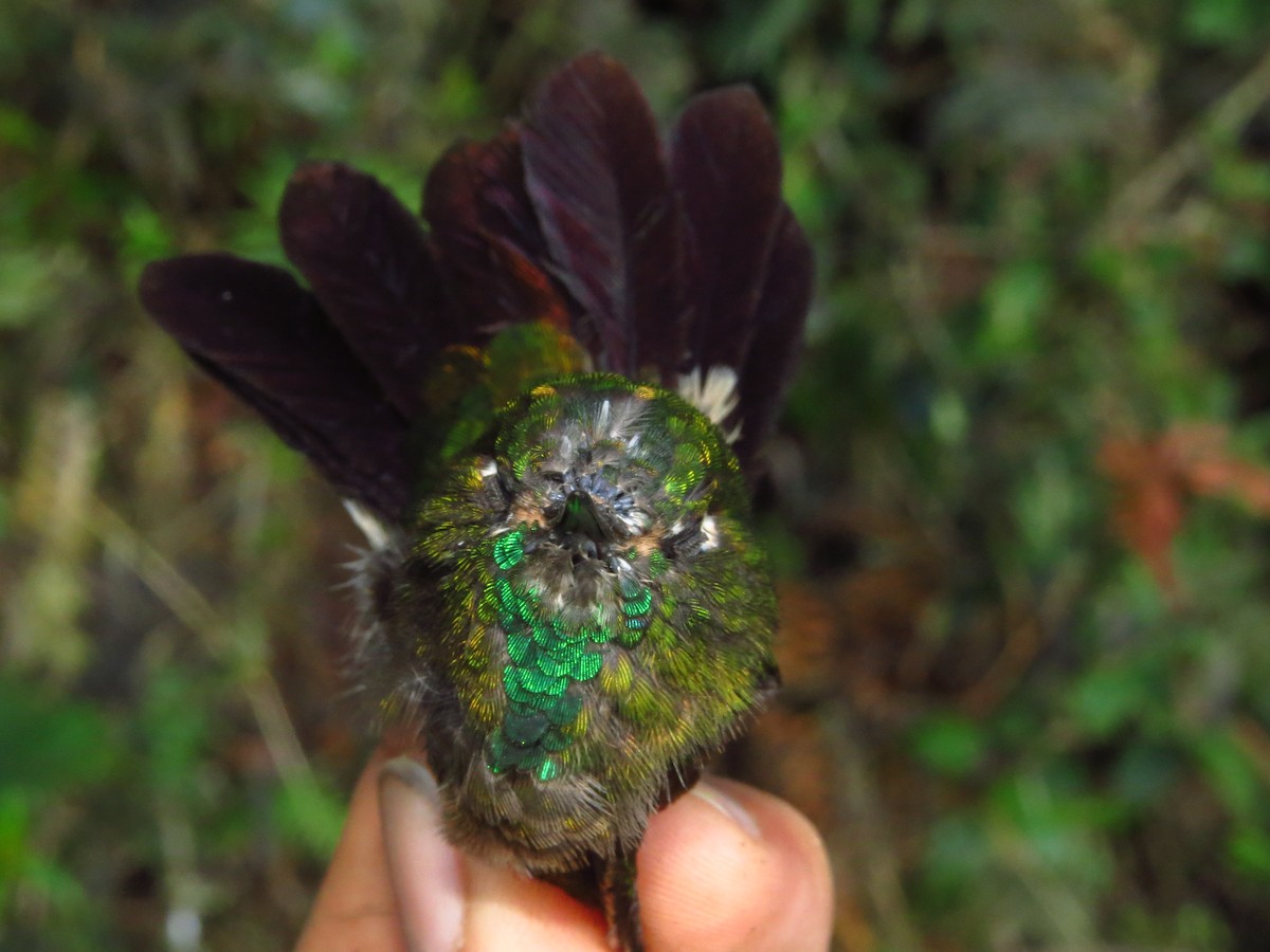 Tyrian Metaltail - ML632076645