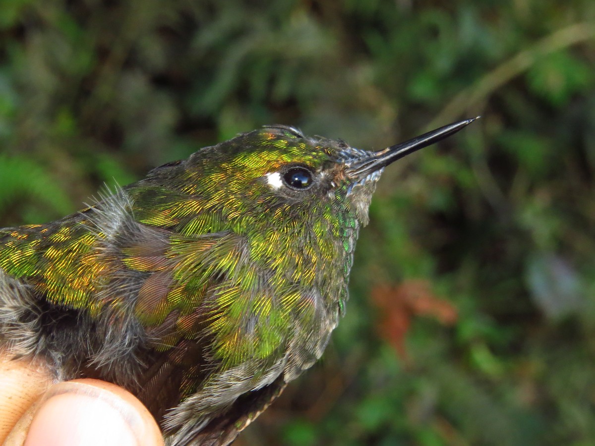 Tyrian Metaltail - ML632076647