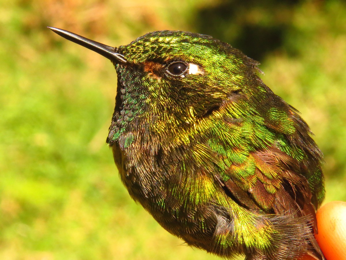 Tyrian Metaltail - ML632076649