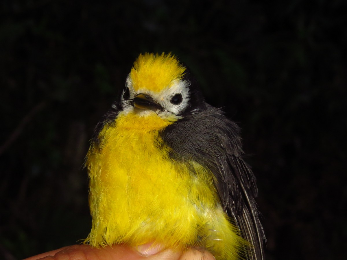 Golden-fronted Redstart - ML632076777