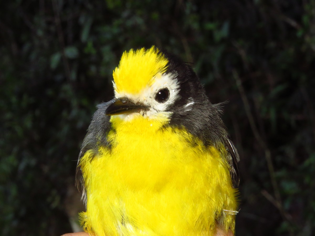 Golden-fronted Redstart - ML632076778