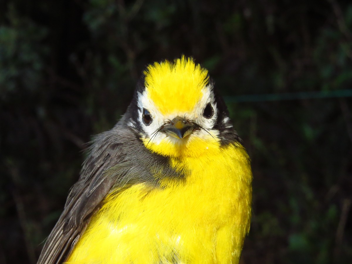 Golden-fronted Redstart - ML632076780