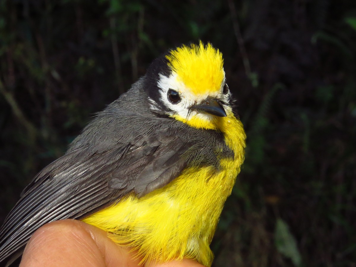 Golden-fronted Redstart - ML632076781