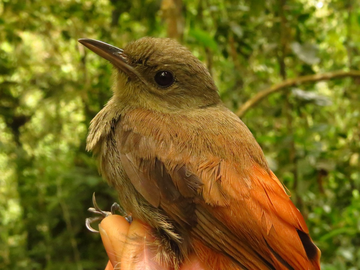 Olivaceous Woodcreeper - ML632077033