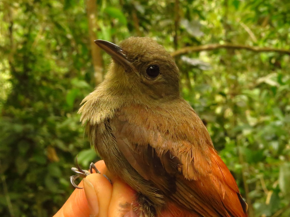 Olivaceous Woodcreeper - ML632077035