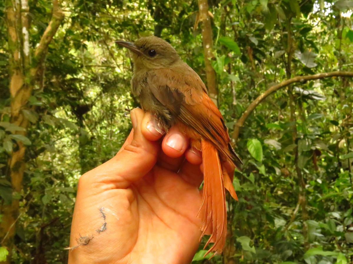 Olivaceous Woodcreeper - ML632077036