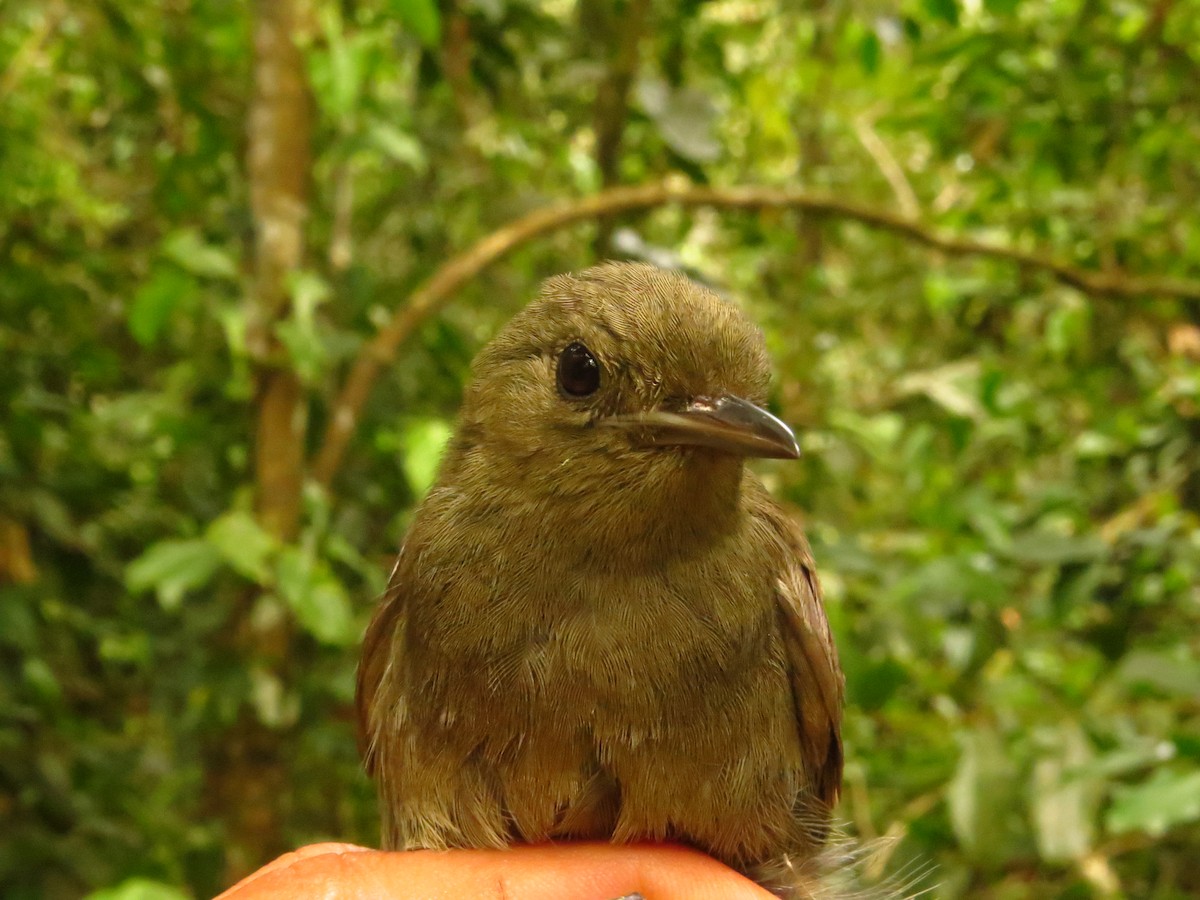 Olivaceous Woodcreeper - ML632077037