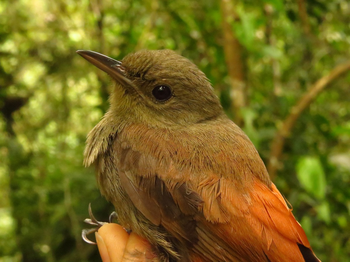 Olivaceous Woodcreeper - ML632077038