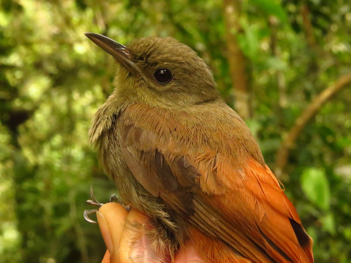 Olivaceous Woodcreeper - ML632077039