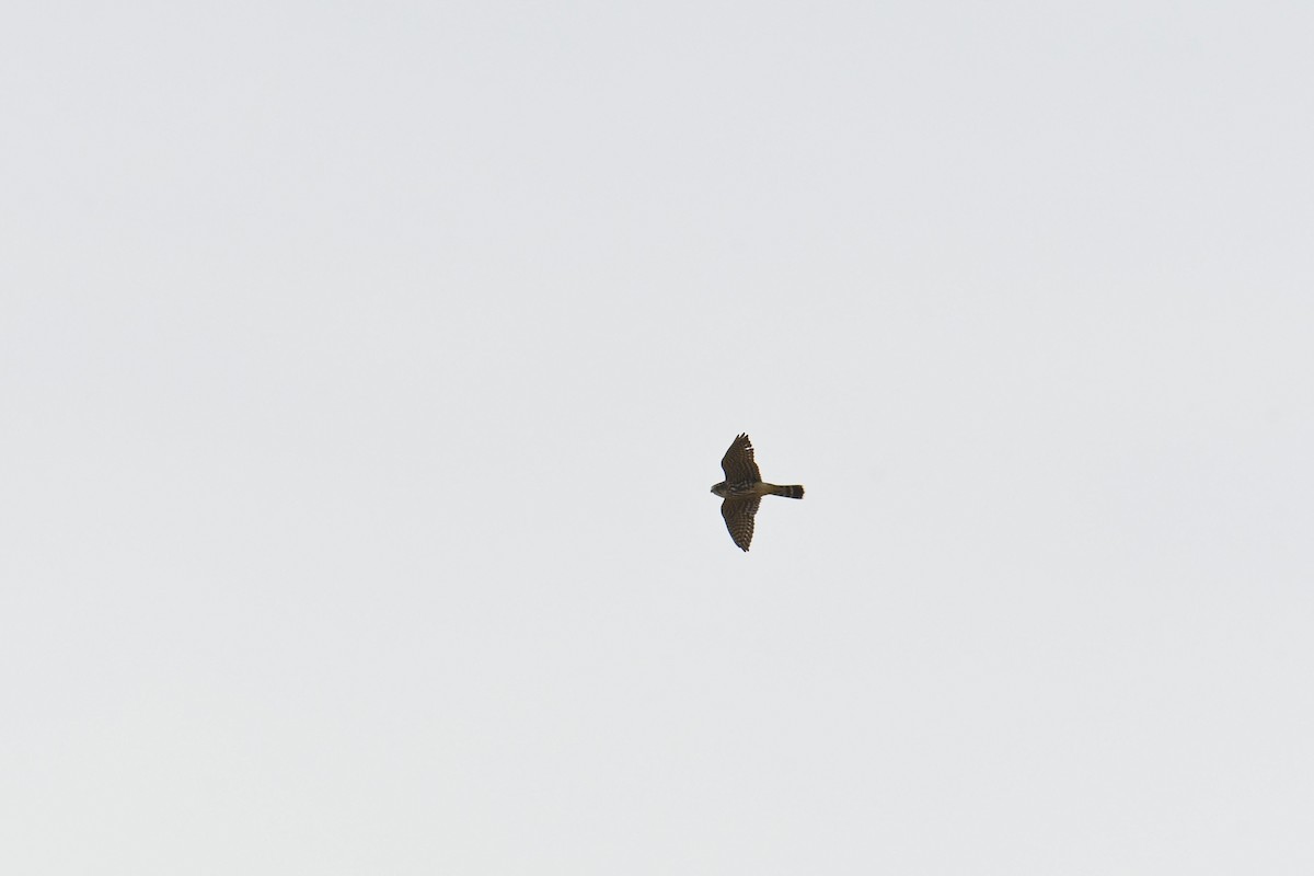 Merlin - ML632077094