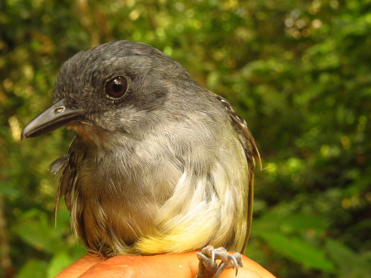 Plain Antvireo - ML632077236