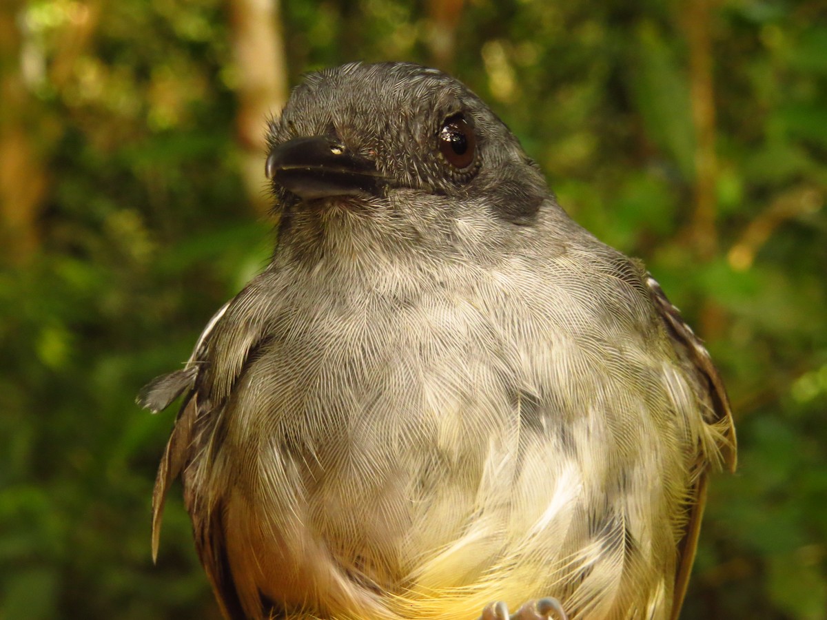Plain Antvireo - ML632077237