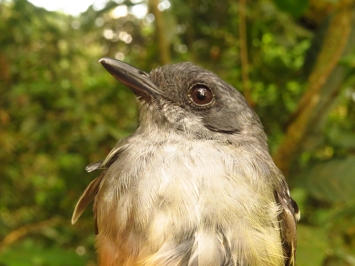 Plain Antvireo - ML632077238