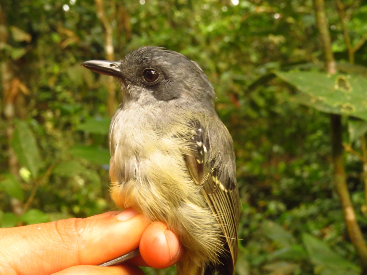 Plain Antvireo - ML632077239