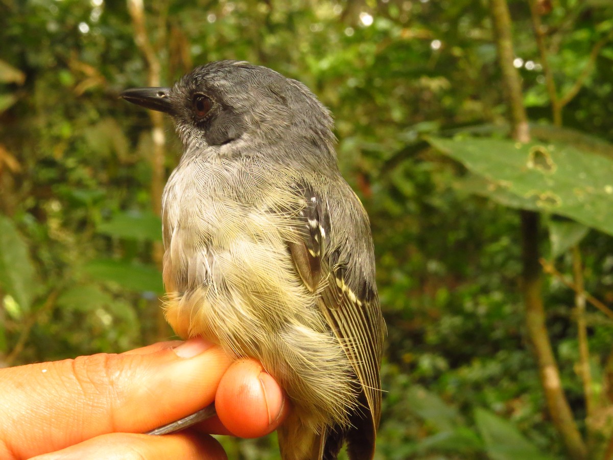 Plain Antvireo - ML632077240