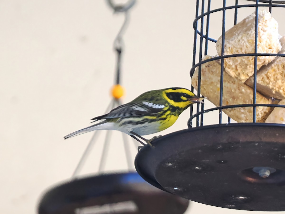 Townsend's Warbler - ML632077369