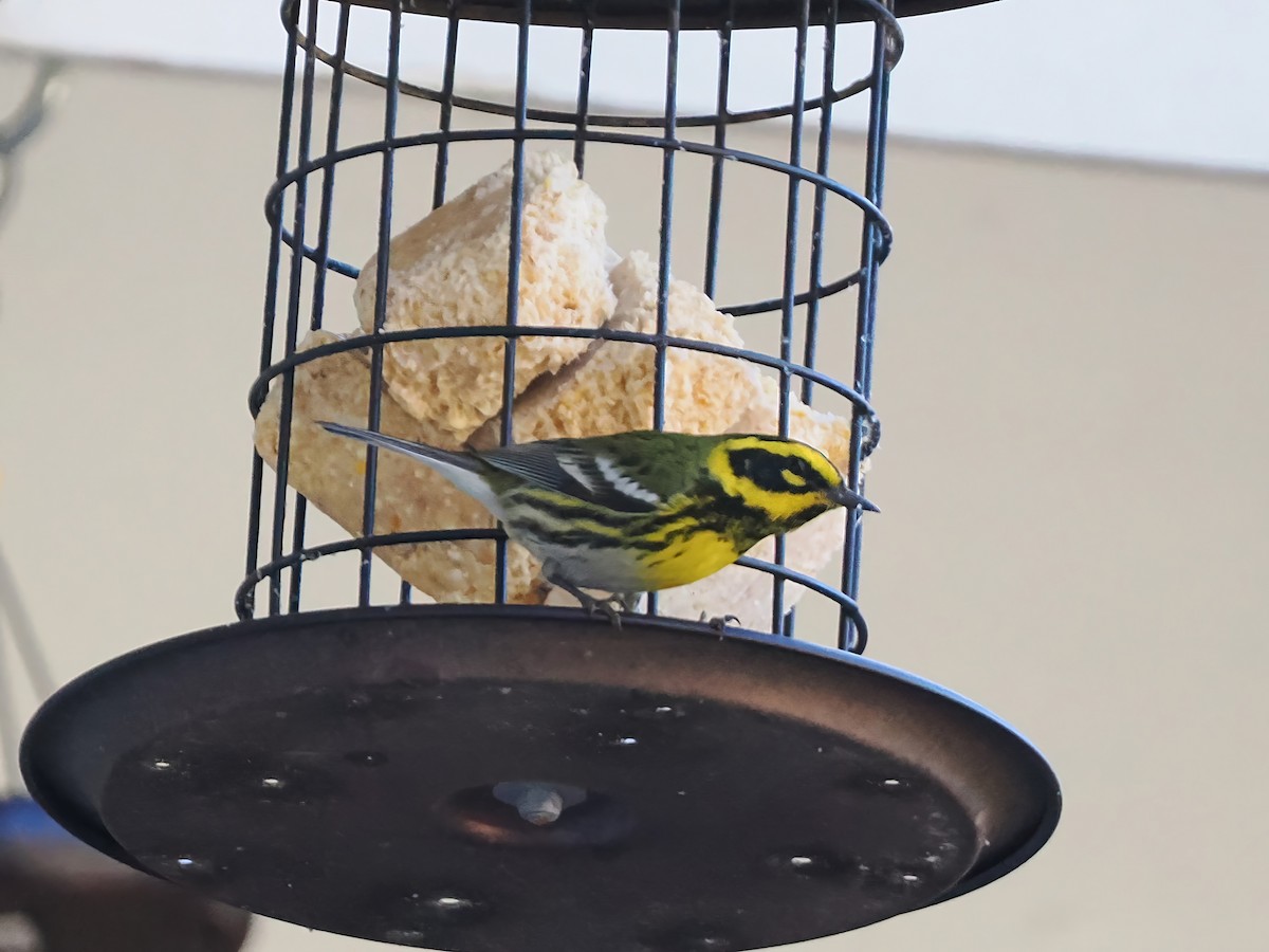 Townsend's Warbler - ML632077370
