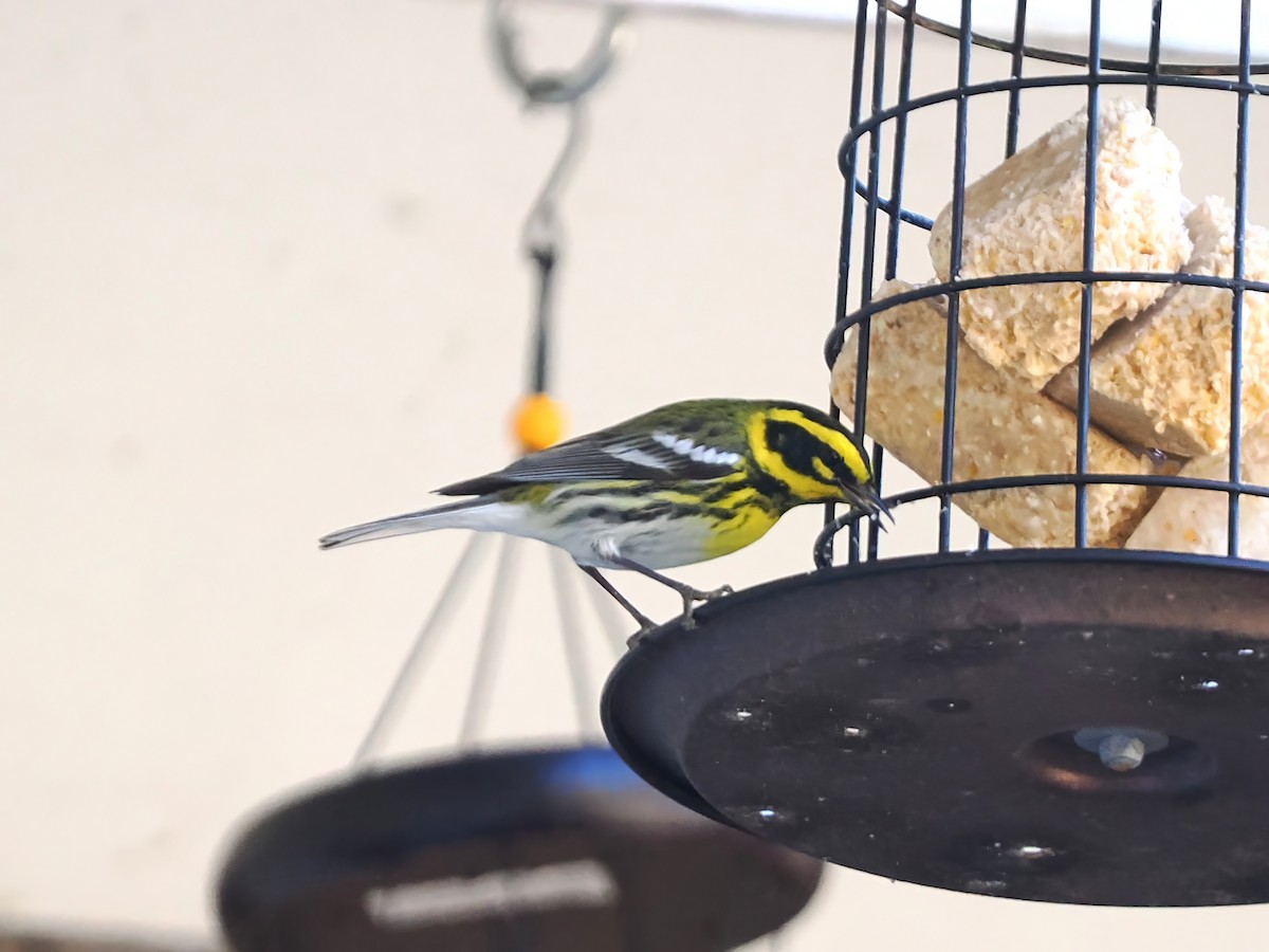 Townsend's Warbler - ML632077417