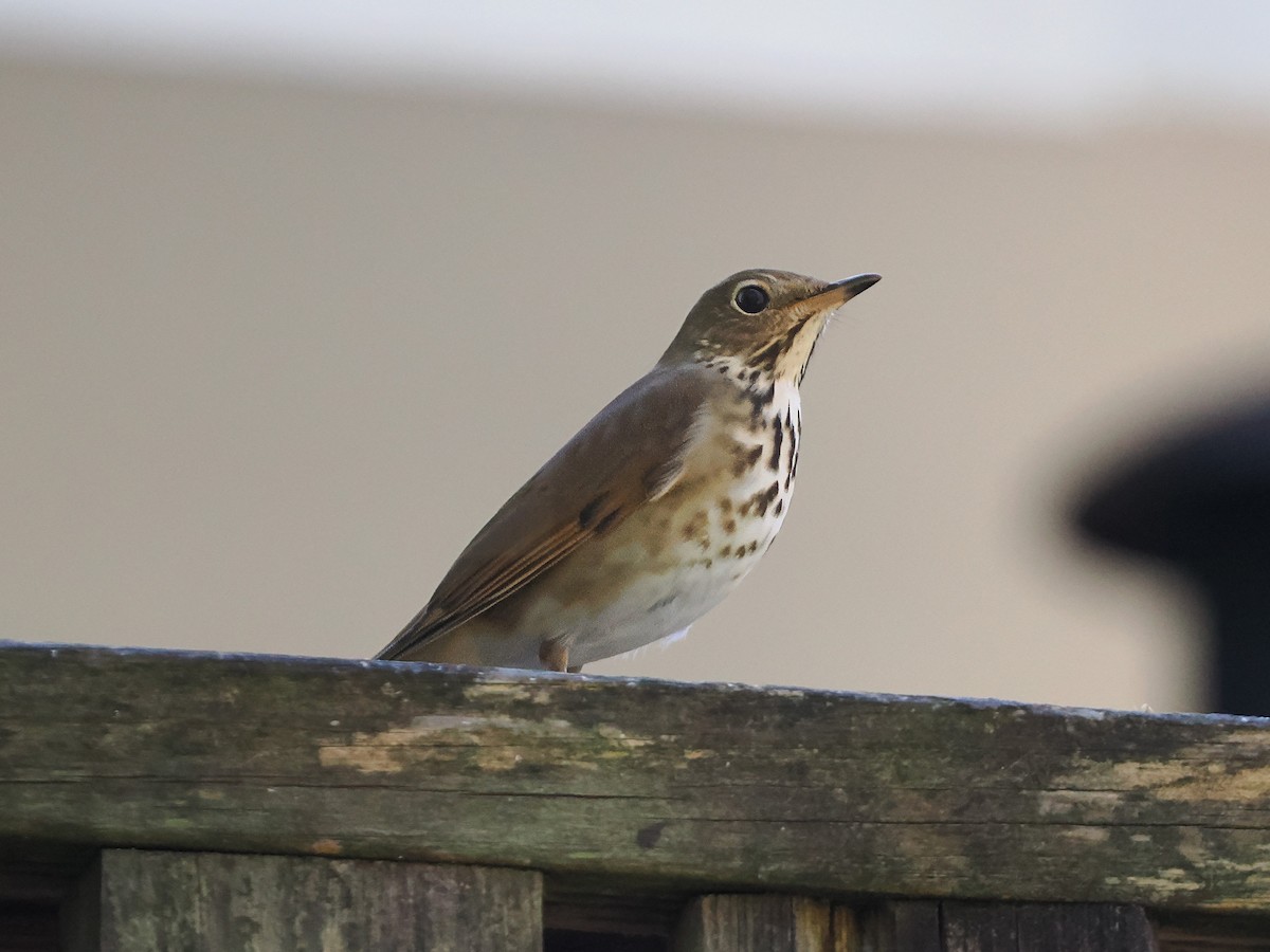 Hermit Thrush - ML632077474
