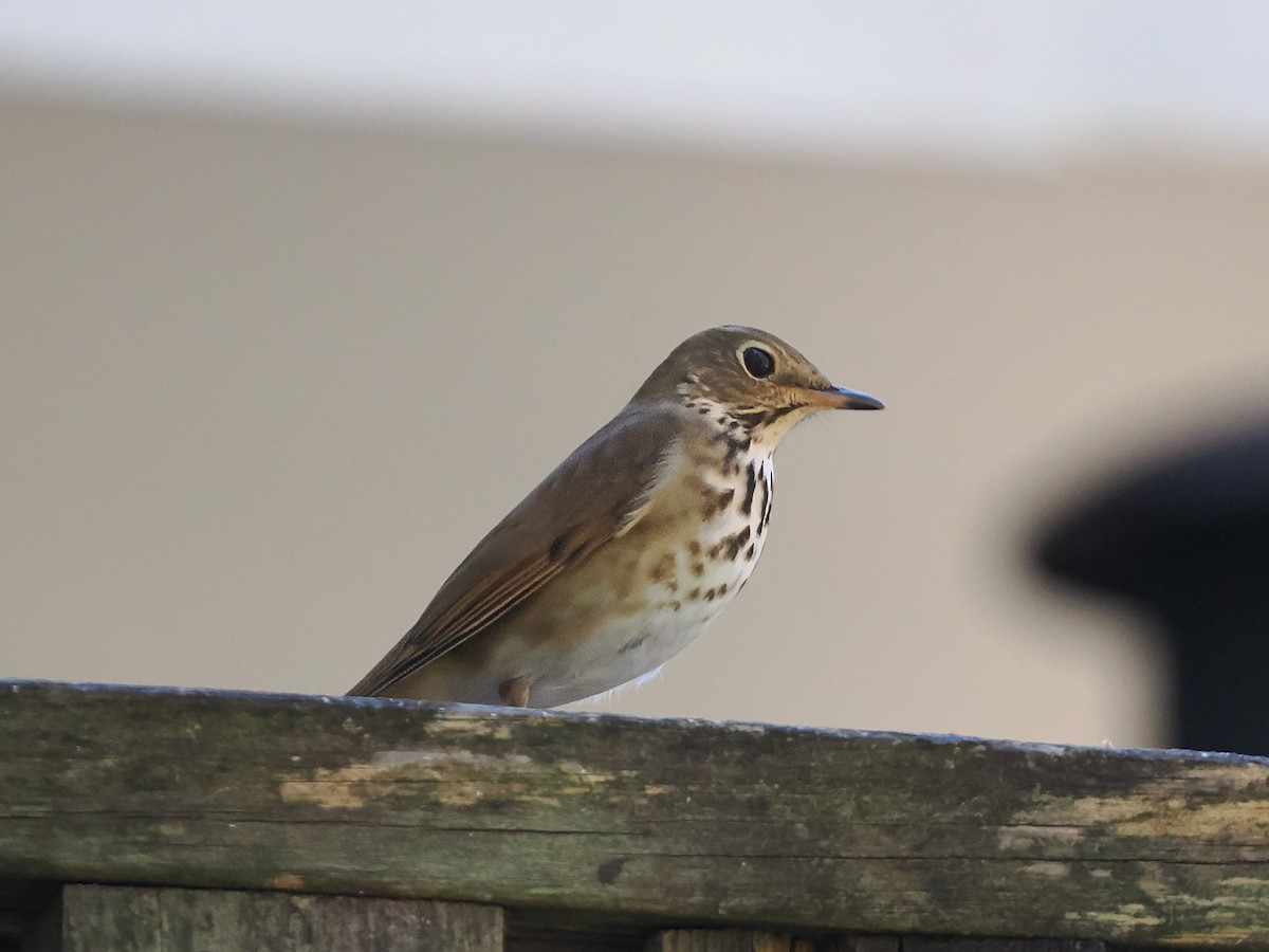 Hermit Thrush - ML632077475