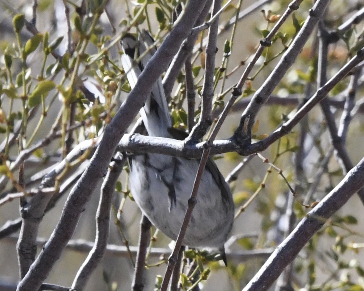 Blue-gray Gnatcatcher - ML632077505