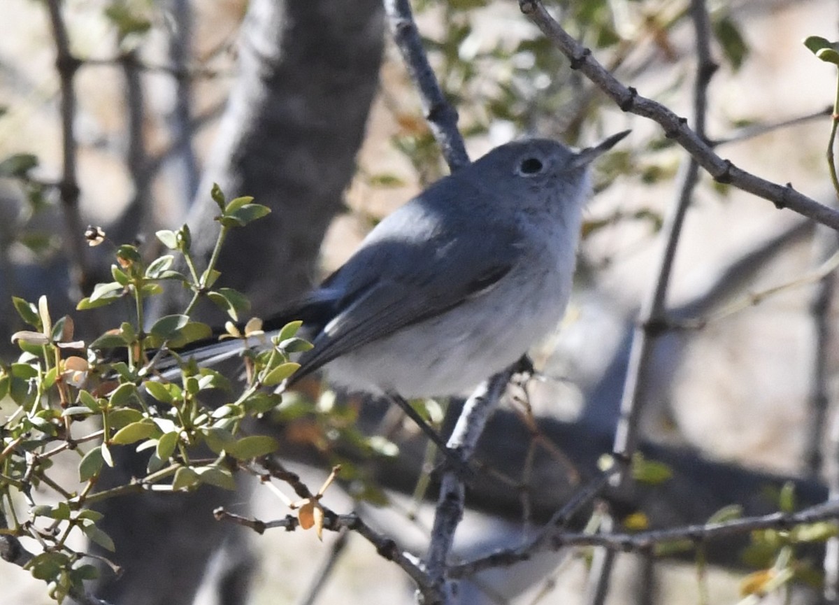 Blue-gray Gnatcatcher - ML632077534