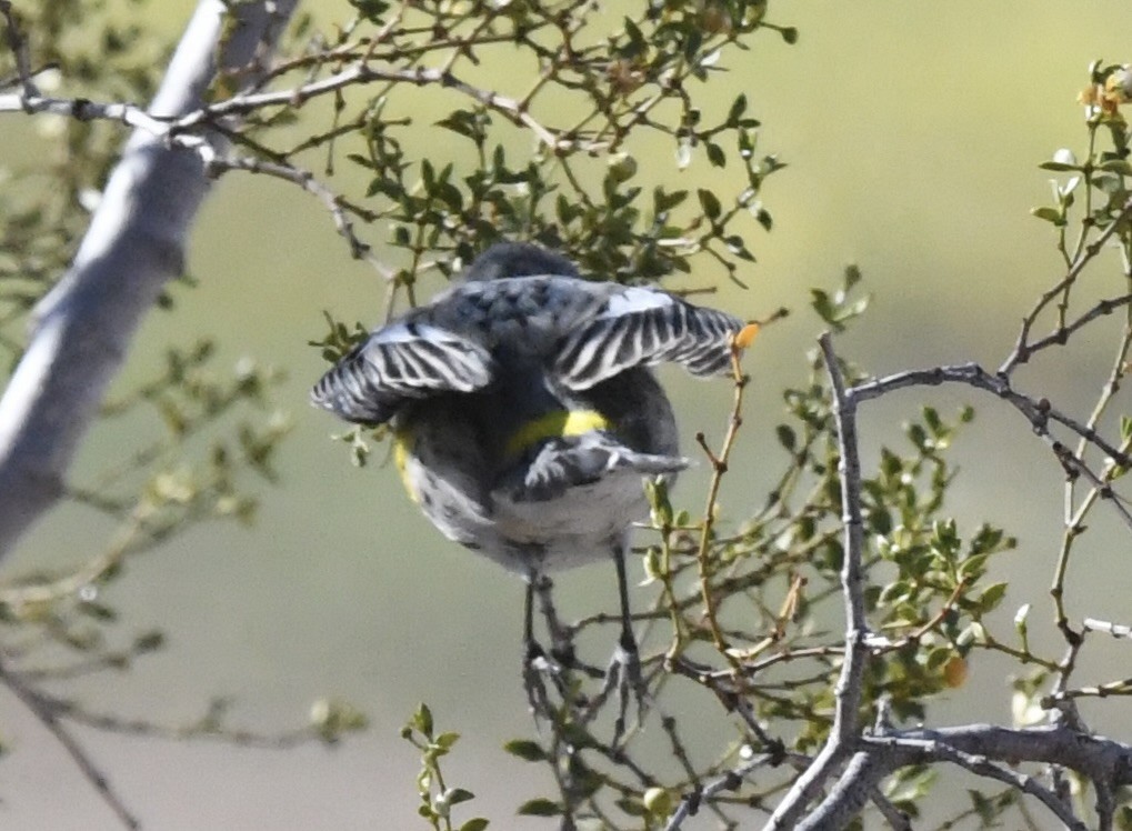 Yellow-rumped Warbler - ML632077569