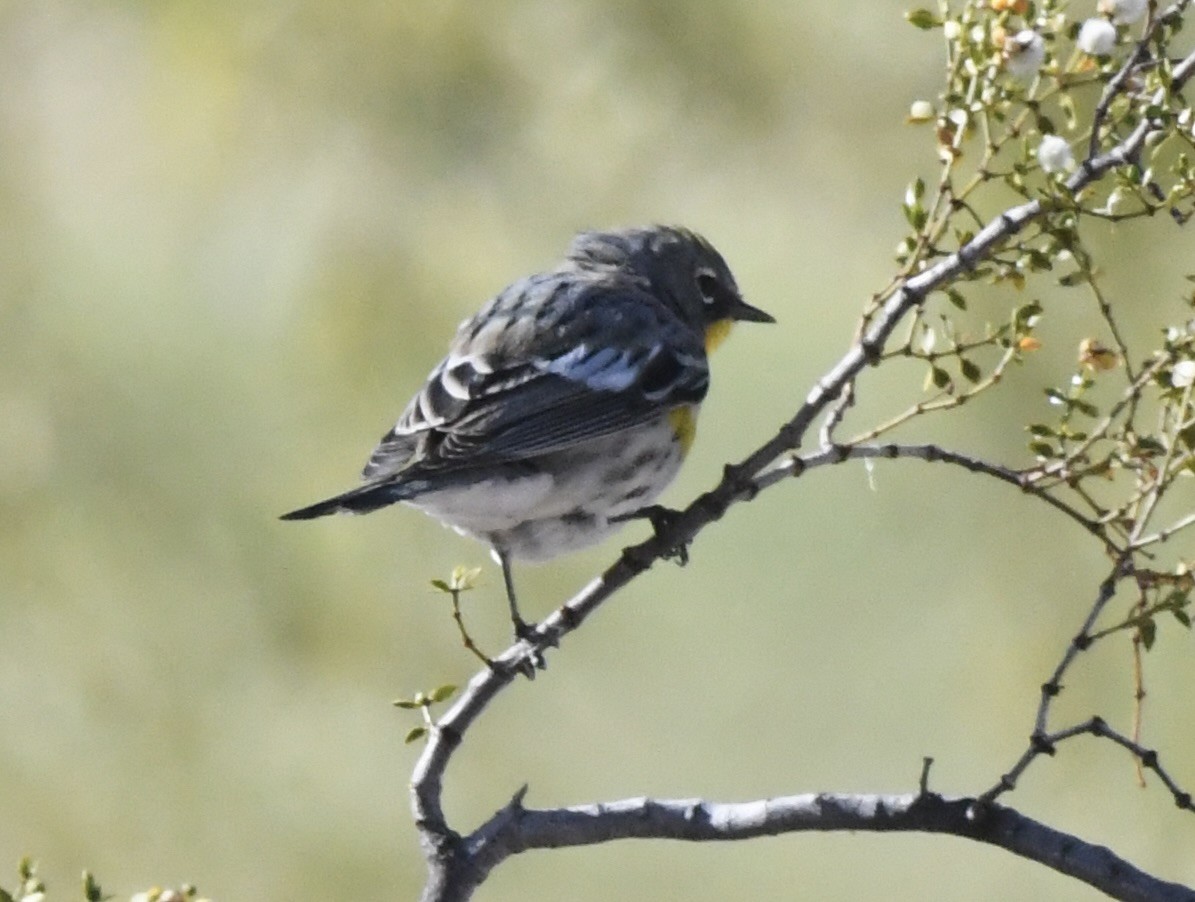 Yellow-rumped Warbler - ML632077584