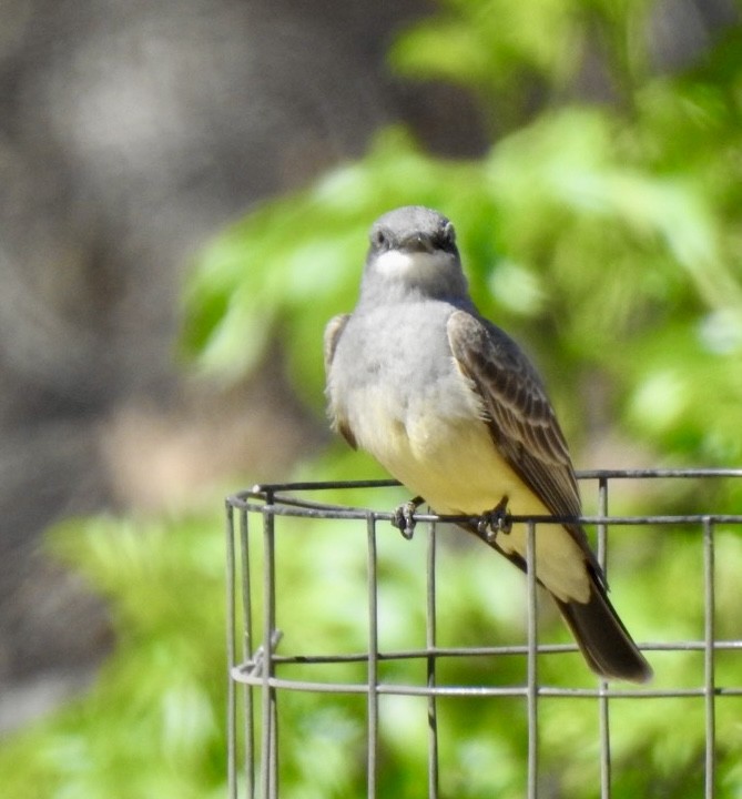 Cassin's Kingbird - ML632077618