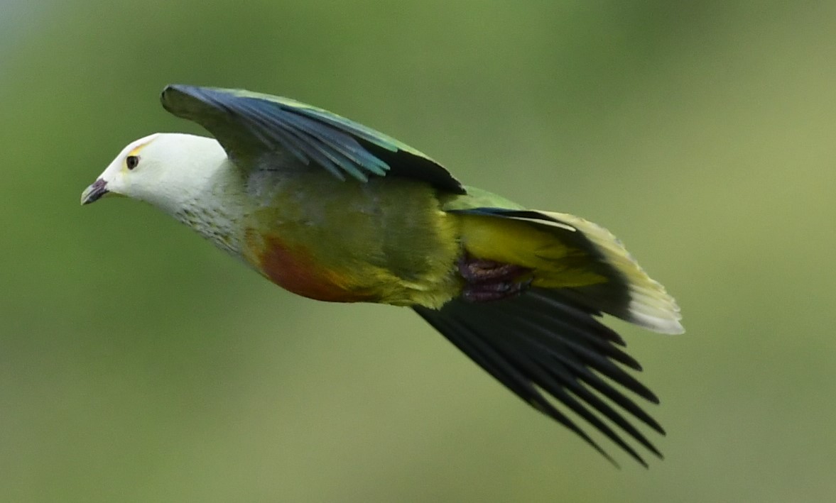 White-capped Fruit-Dove - ML632077629