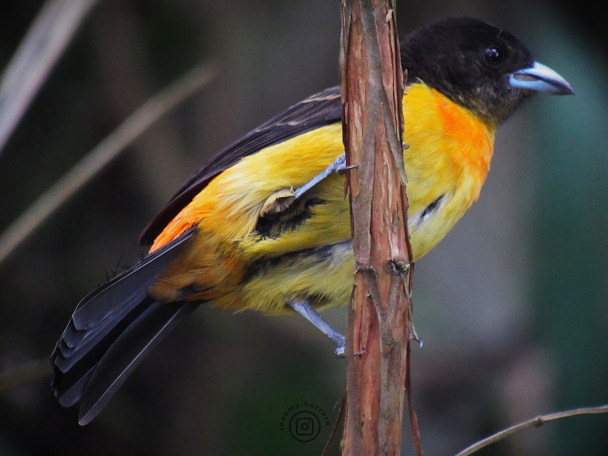 Flame-rumped Tanager - ML632077812