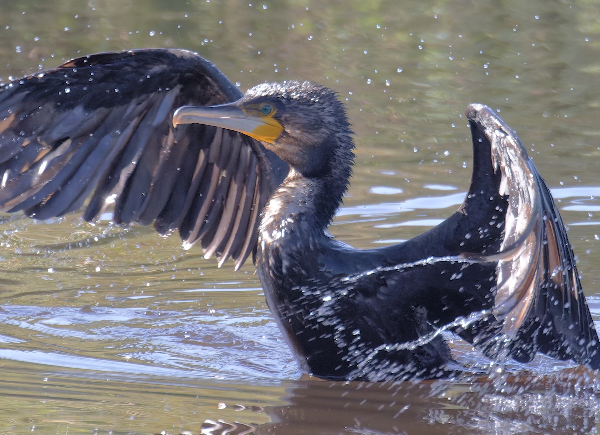 鸕鷀 - ML632077821