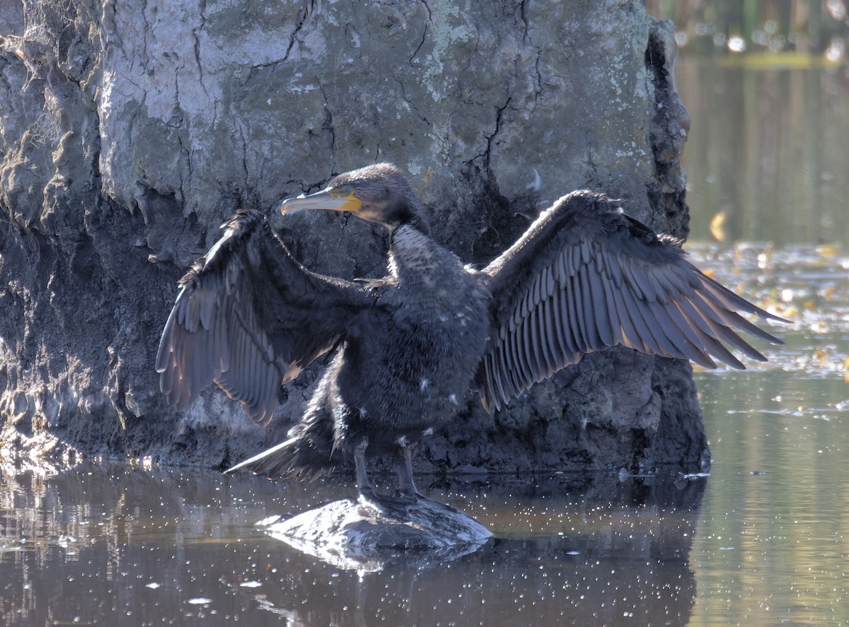 鸕鷀 - ML632077823