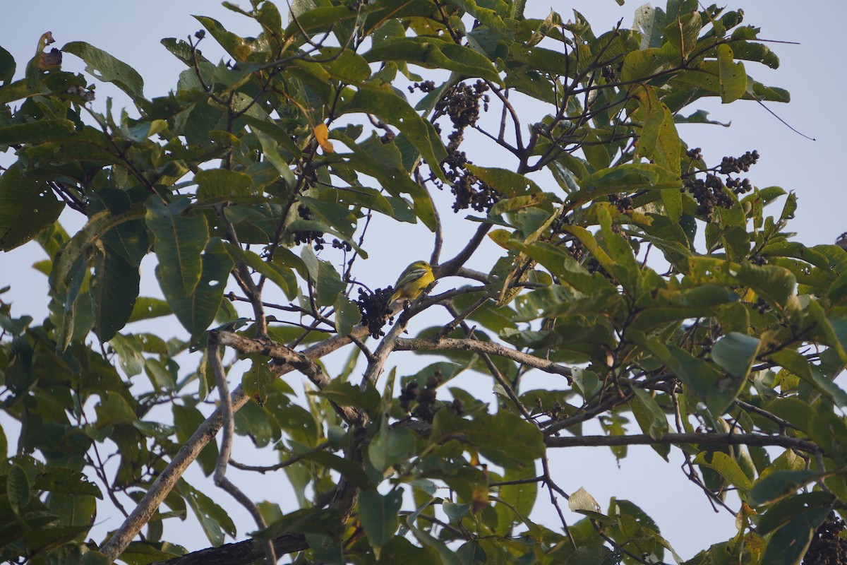 Common Iora - ML632077829