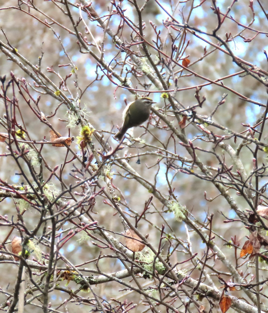 Golden-crowned Kinglet - ML632077884