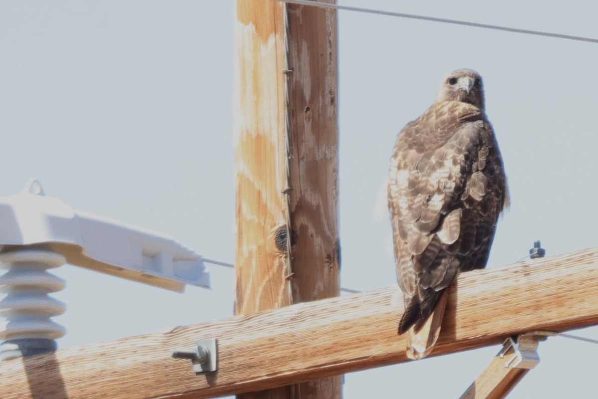 Red-tailed Hawk - ML632077930