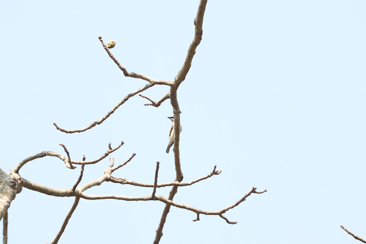 Large Woodshrike - ML632077957