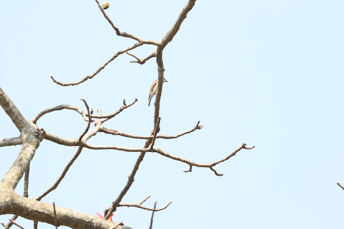 Large Woodshrike - ML632077958