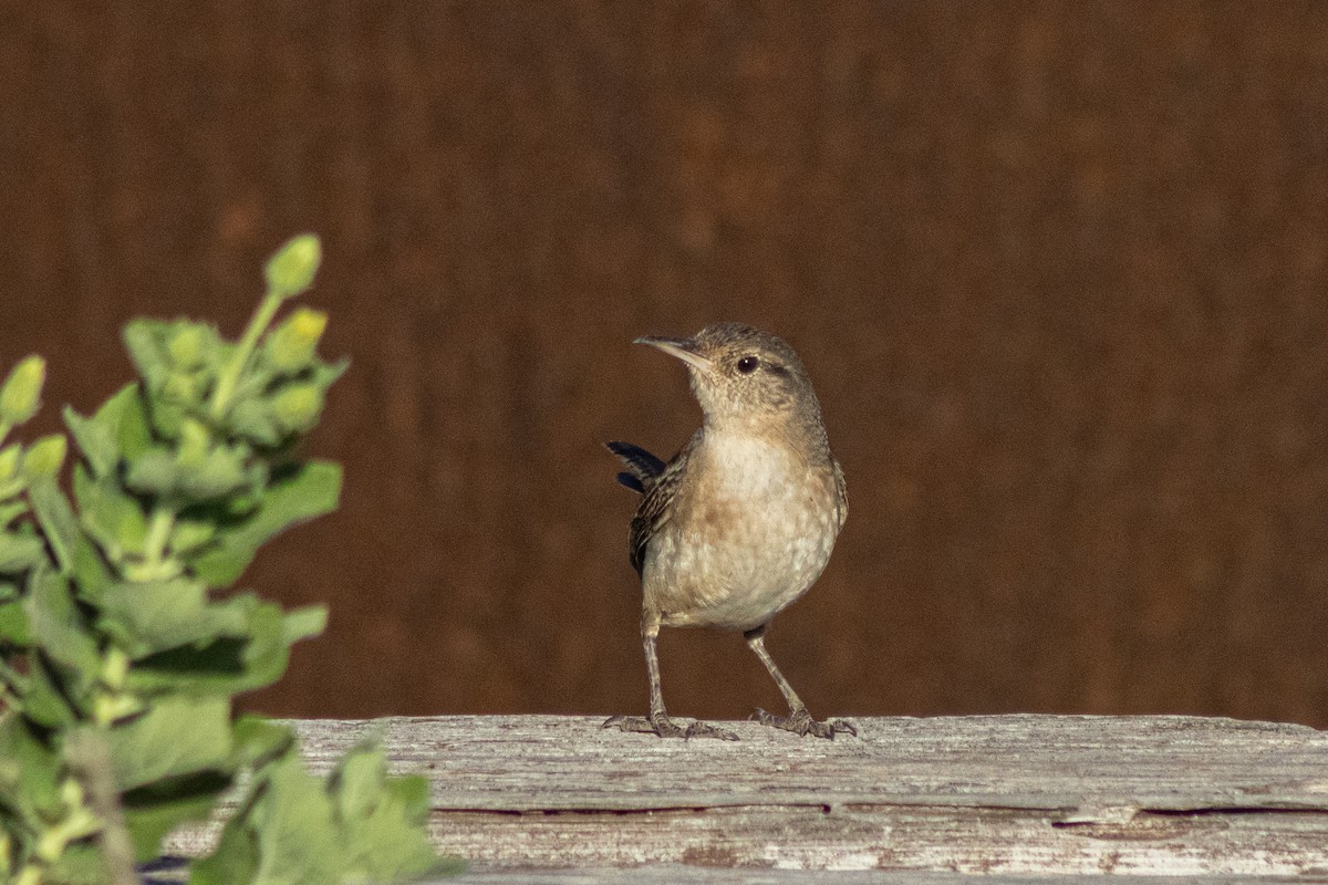 Clarion Wren - ML632078009
