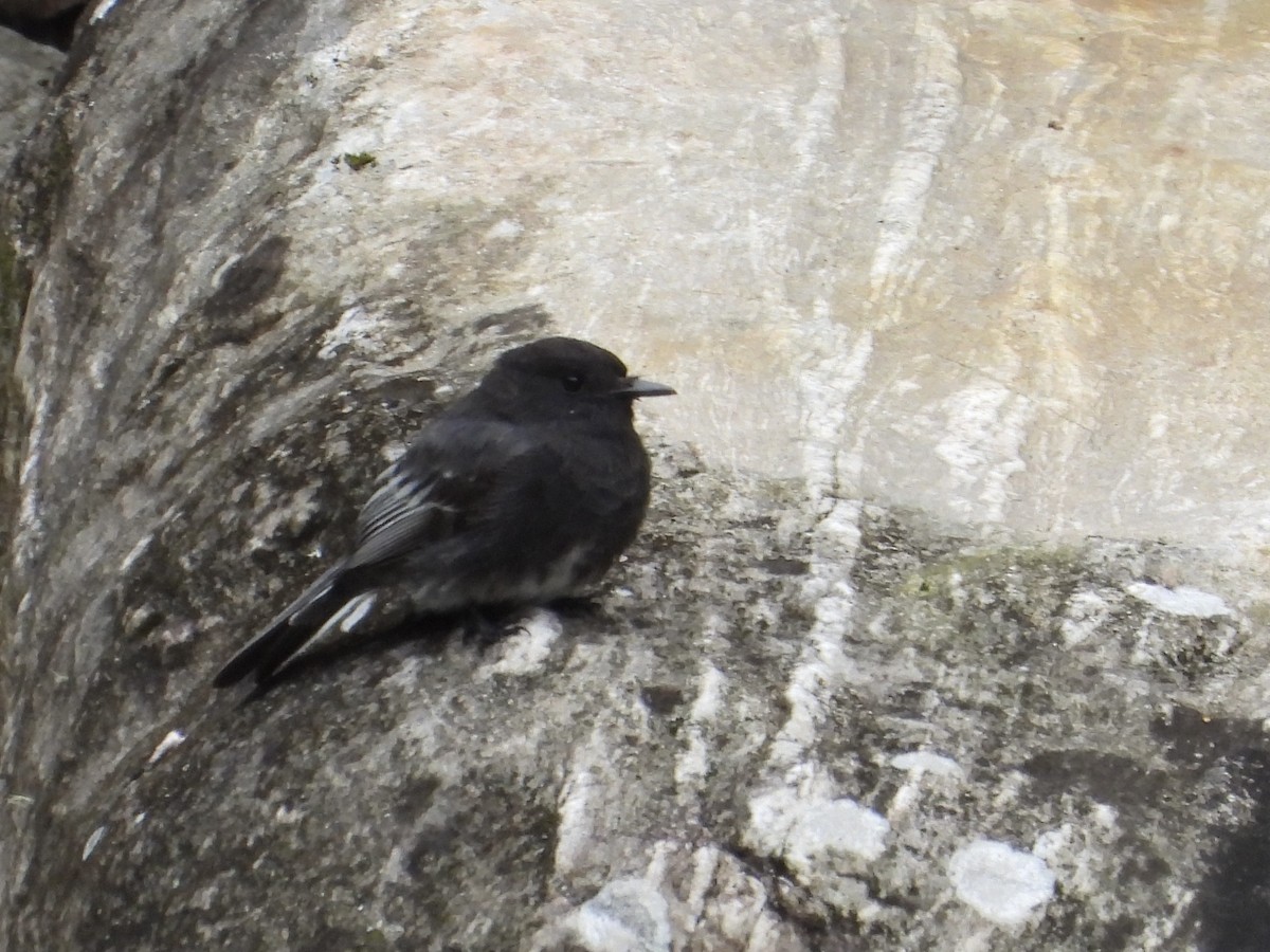 Black Phoebe - ML632078145
