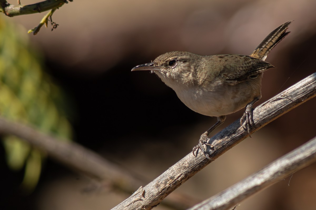 Clarion Wren - ML632078150